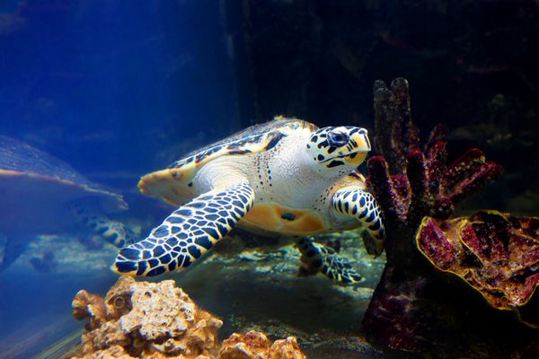 لاک پشت دریایی لاک پشت های بزرگ دریایی و اقیانوسی دارای کاراپاس ساده به شکل قلب یا بیضی شکل هستند که با سپرهای شاخی پوشانده شده است