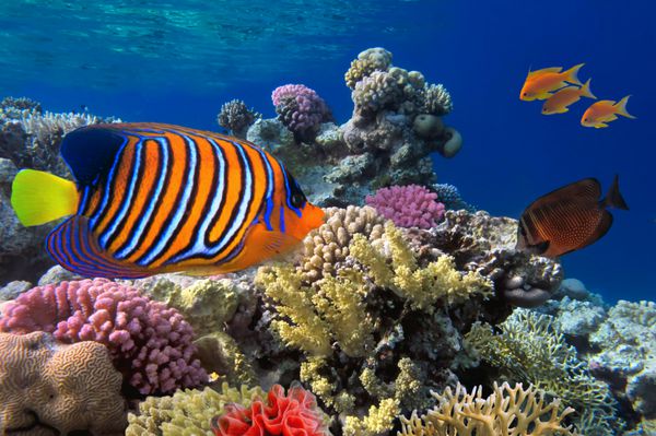 ماهی های گرمسیری و مرجان های سخت در دریای سرخ مصر