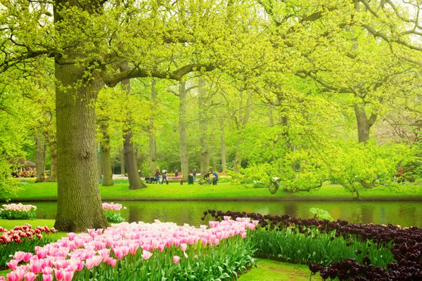 چمن بهاری رنگارنگ با لاله های سیاه و صورتی در باغ کوکنهوف هلند رنگارنگ