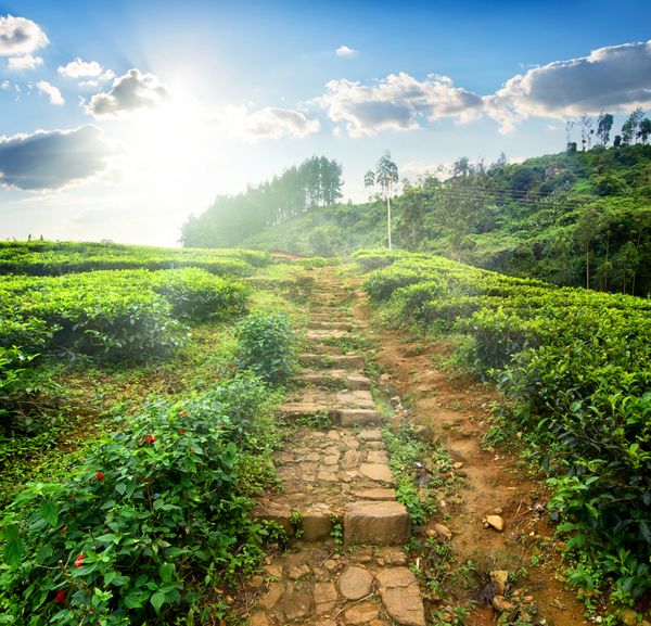 راه پله در مزرعه چای