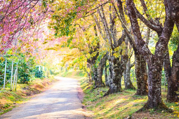 مسیر شکوفه های گیلاس بهاری از طریق جاده ای زیبا چیانگ مای تایلند