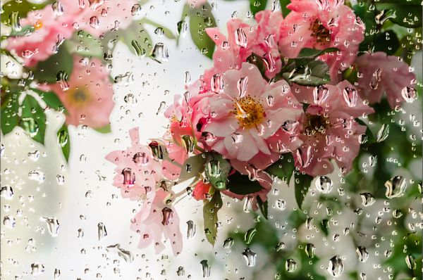 گل های رز صورتی در قطرات باران زیر شیشه با پس زمینه تاری نرم بهاری