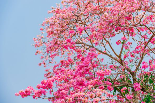 tabebuia rosea