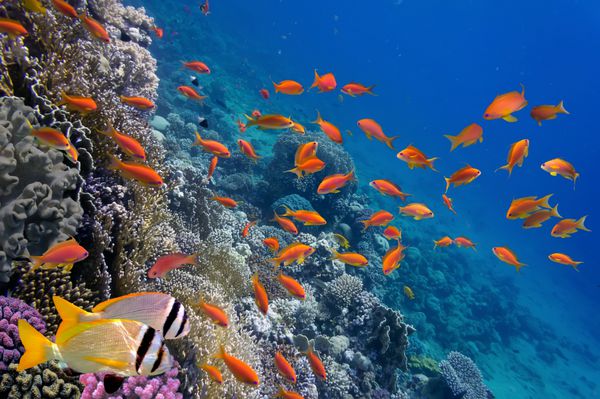 ماهی های گرمسیری و مرجان های سخت در دریای سرخ مصر