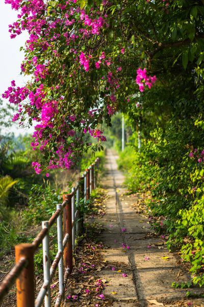 درخت کاغذی bougainvillea spectabilis