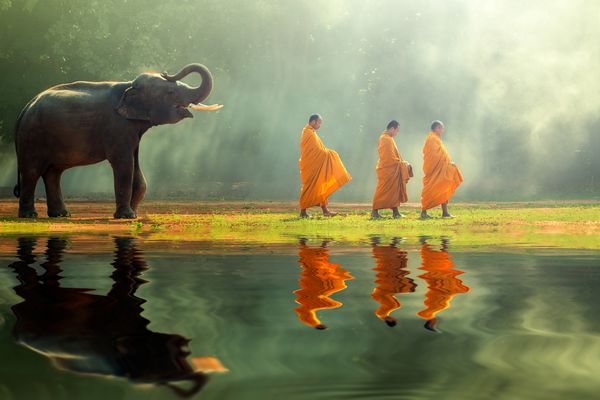 فیل جوان با صدقه راهب دور