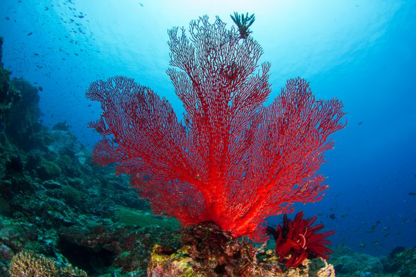 پنکه قرمز مرجان نرم شکل پرچم کانادا صخره سالم نوسا پنیدا اندونزی