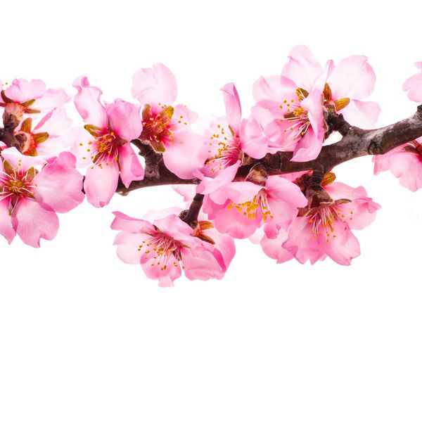 شکوفه های بادام گلهای صورتی درخت بادام از نمای نزدیک با شاخه ای جدا شده در زمینه سفید