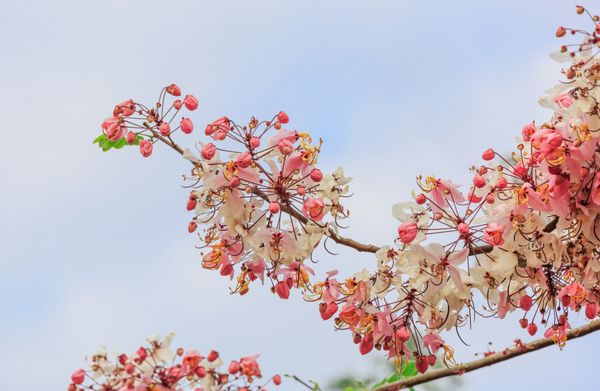 گیلاس هیمالیا وحشی ساکورا تایلند گل صورتی درخت آرزو و کاسیا باکریانا craib