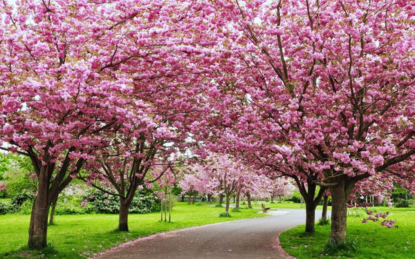 نمای بهاری خوش منظره از مسیر باغ پر پیچ و خم که در ردیف درختان شکوفه گیلاس قرار گرفته است
