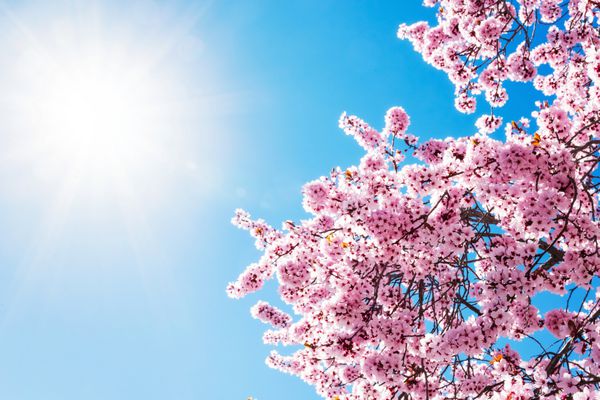 درخت بهاری با گل های صورتی که توسط خورشید در برابر آسمان آبی روشن شده است