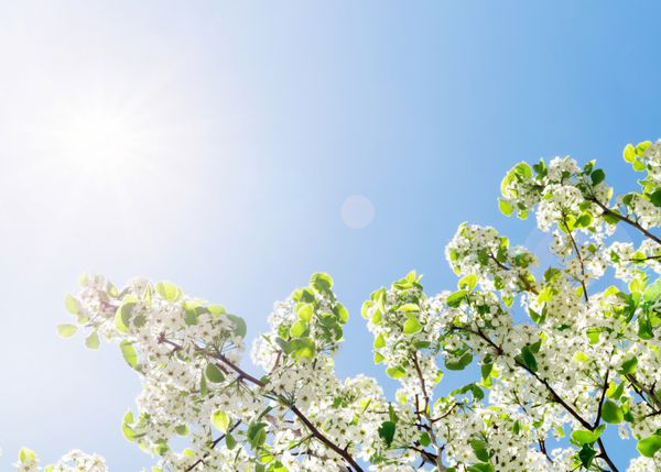 درخت بهاری با گل های سفید که توسط خورشید در برابر آسمان آبی روشن شده است