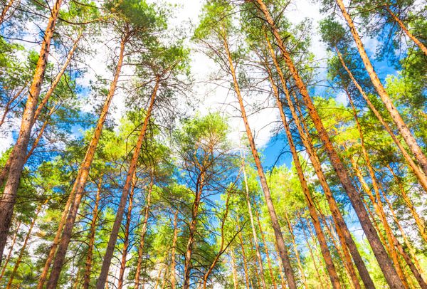 جنگل کاج بزرگ پس‌زمینه روز آفتابی تابستانی زیبا