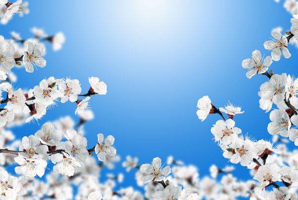پس زمینه زیبای بهاری - شاخه های شکوفه زردآلو گل های زردآلو سفید آسمان آبی روشن