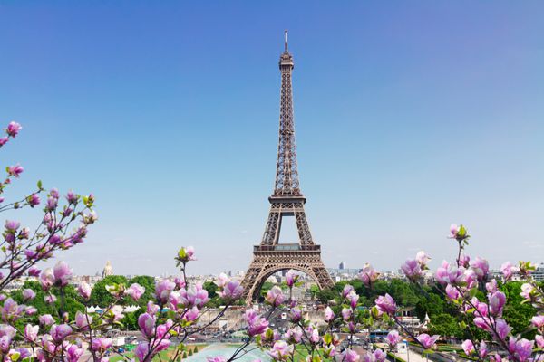 برج ایفل و منظره شهری پاریس در روز آفتابی بهاری با گل های درختی فرانسه