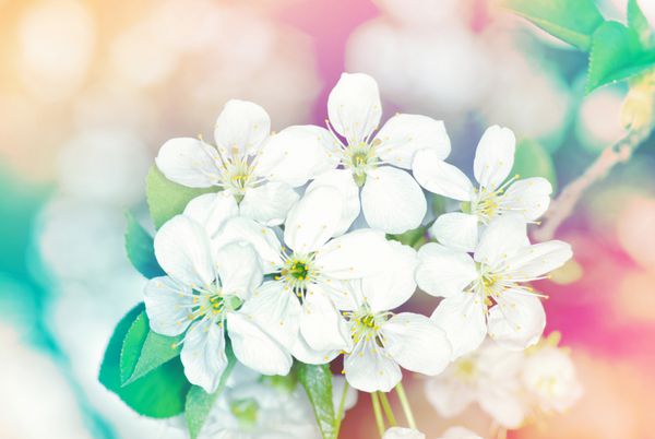 شاخه بهاری با گل های سفید