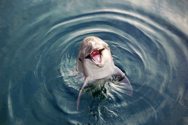 دلفین ها