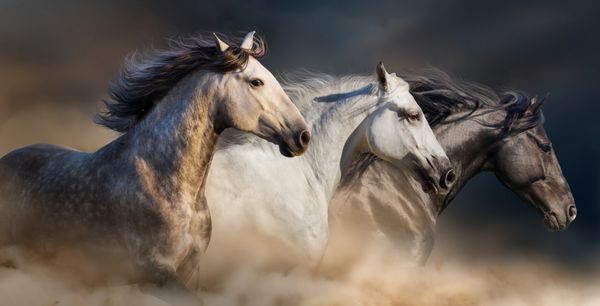 اسب‌هایی با پرتره یال بلند در گرد و غبار صحرا می‌دوند