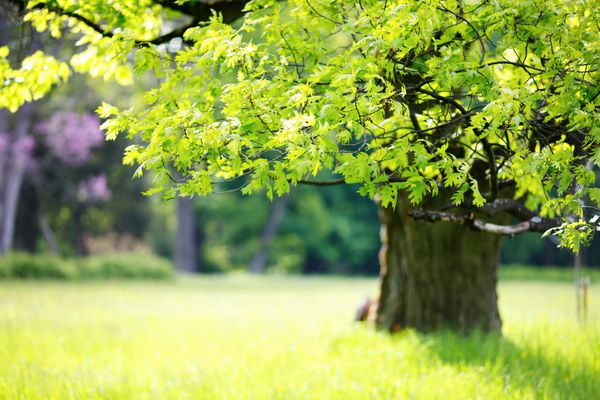 درخت بلوط در یک چمن سبز طبیعت