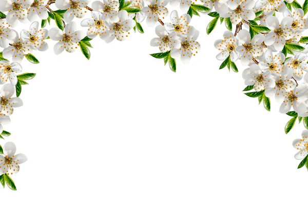 شاخه ای از شکوفه های گیلاس جدا شده در زمینه سفید