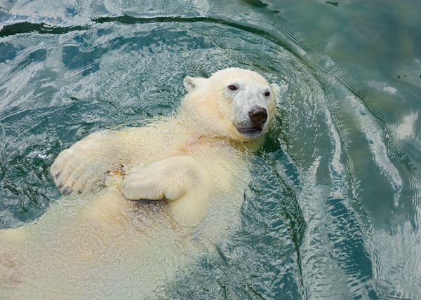 خرس قطبی در آب شنا می کند خرس قطبی ساکن معمولی قطب شمال است خرس قطبی از همه شکارچیان بزرگترین است