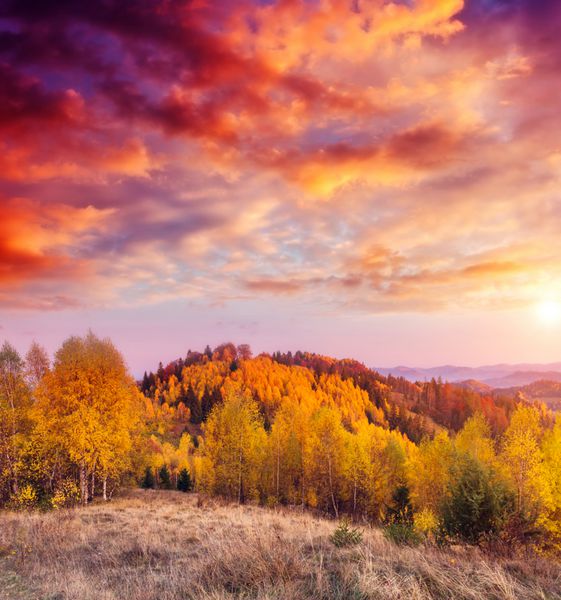 پرتوهای خورشید درختان رنگی را روشن می کند صحنه صبحگاهی دراماتیک و زیبا برگ های قرمز و زرد اثر تونینگ گرم موقعیت pl کارپات خط الراس سوکیلسکی اوکراین اروپا دنیای زیبایی