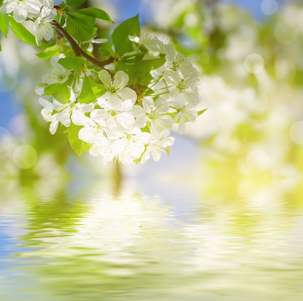 شکوفه دادن گل های گیلاس در بهار در برابر آسمان آبی پس زمینه طبیعی آفتابی فصلی با انعکاس آب