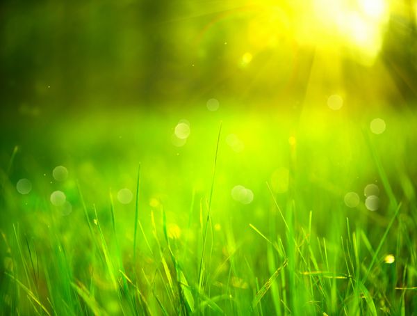 پس زمینه تار طبیعت چمن سبز در پارک بهاری با پس زمینه نور خورشید صحنه تابستانی طبیعت