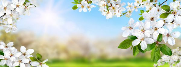 کامپوزیت طبیعت که بهشت بهاری را با شکوفه‌های سفید خورشید و آسمان آبی روشن فرمت پانوراما نشان می‌دهد