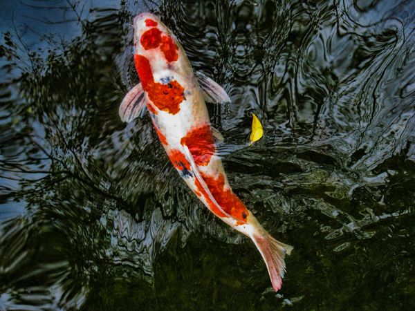 کپور کوی قرمز و سفید در حال شنا در آب های شفاف