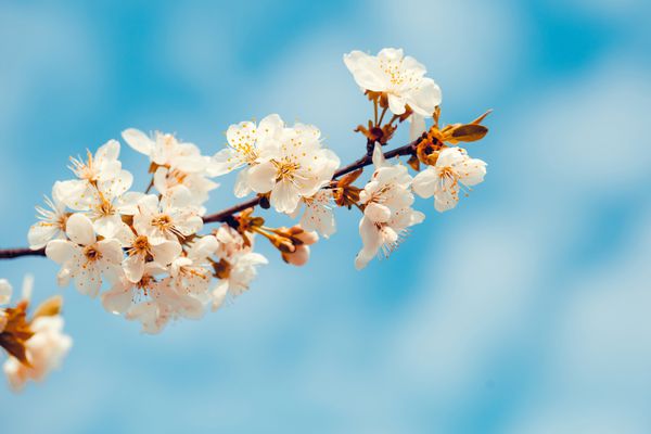 نمای نزدیک شکوفه های گیلاس با گل های سفید و زیبای تازه روز آفتابی پس زمینه طبیعی گل
