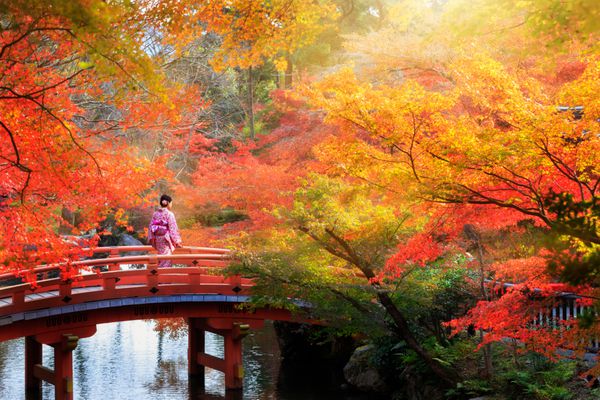 پل چوبی در پارک پاییز فصل پاییز ژاپن kyoto japan