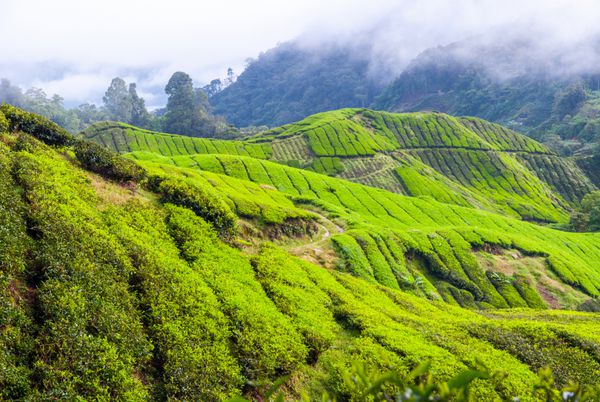 دره منظره با مزارع چای ارتفاعات کامرون مالزی