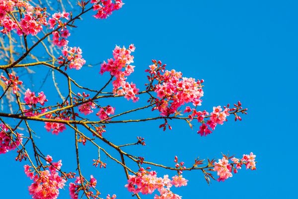 شکوفه های گیلاس در استان چیانگ مای تایلند
