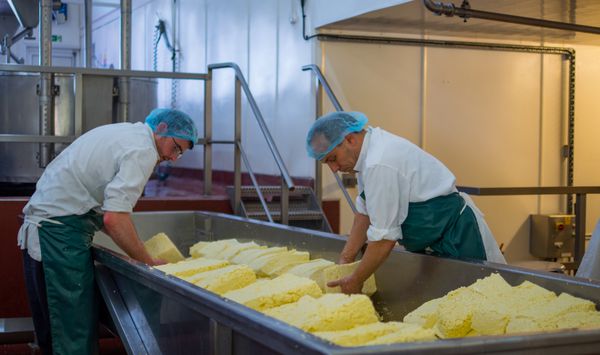 دو مرد در یک کارخانه شروع به تولید پنیر می کنند