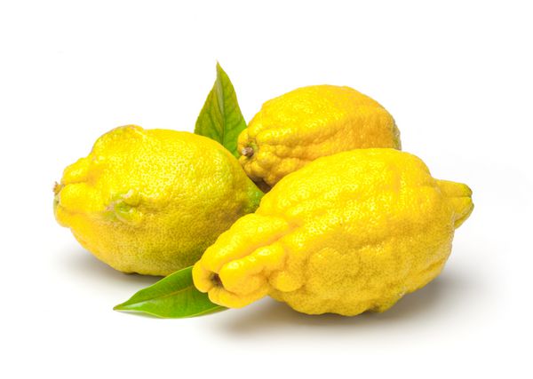 لیمو خشن Citrus jambhiri lush میوه و درخت یک هیبرید مرکبات است که مربوط به مرکبات و لیمو است