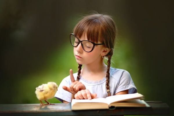 دختر بچه ناز در حال خواندن کتاب برای جفت کردن جوجه های زرد در فضای باز است