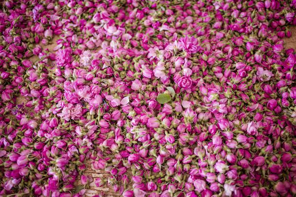 جشنواره گل رز در kelaa mgouna