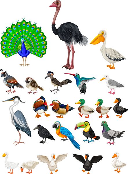 انواع مختلف تصویر پرندگان وحشی