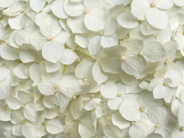 پس زمینه گل های عاشقانه گل های سفید گل های هیدرانسی