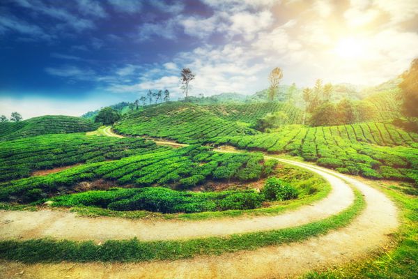 نمای پانورامای شگفت انگیز مزرعه چای با جاده روستایی در زیر آسمان آفتابی آبی چشم انداز طبیعی ارتفاعات کامرون مالزی