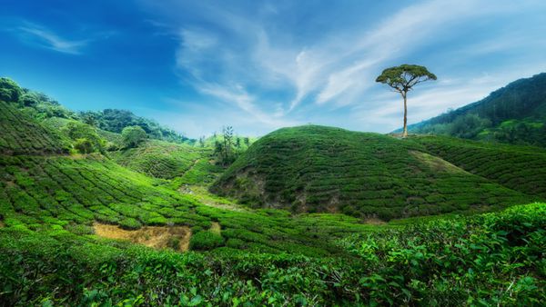 منظره پانورامای شگفت انگیز مزرعه چای در زیر آسمان آفتابی آبی چشم انداز طبیعی ارتفاعات کامرون مالزی