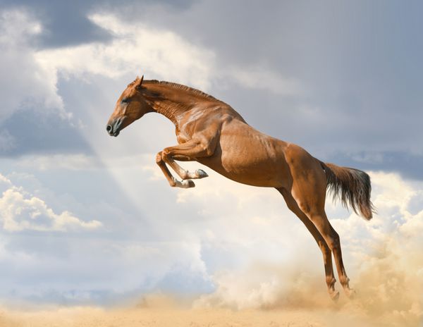 اسب جوان اصیل که روی طبیعت می پرد