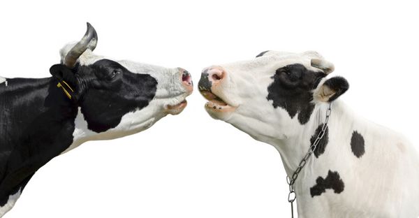 دو گاو خنده دار جدا شده در پس زمینه سفید پرتره دو گاو ناز دو گاو با یکدیگر صحبت می کنند پرتره دو گاو سیاه و سفید زیبا