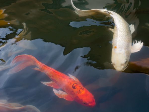 ماهی کوی قرمز و سفید در یک برکه