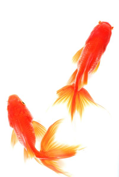 ماهی قرمز جدا شده در پس زمینه سفید