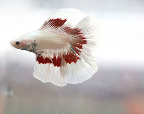 تاری حرکت فوکوس ملایم رنگ سفید قرمز دم ماهی بتا شنا در مخزن آب ماهی مبارز سیامی پرورش و کپی sp پرچم فرانسه