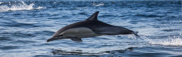 دلفین ها با سرعت زیاد از آب بیرون می پرند آفریقای جنوبی خلیج کاذب یک تصویر عالی