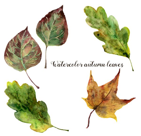ست برگ های پاییزی آبرنگ برگ های پاییزی با دست نقاشی شده روی پس زمینه سفید تصویر گیاه شناسی برای طراحی