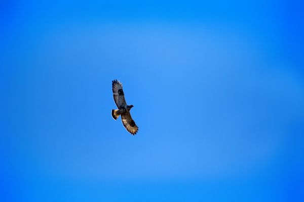 پرندگان شکاری کاوشگر پا خشن buteo lagopus که بر فراز لانه پرواز می کند پرندگان تندرا و جنگل-توندرا لاپلند